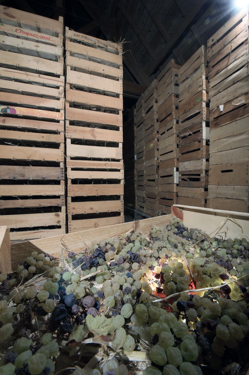 Vignoble Technique Vin de paille VDP-0036